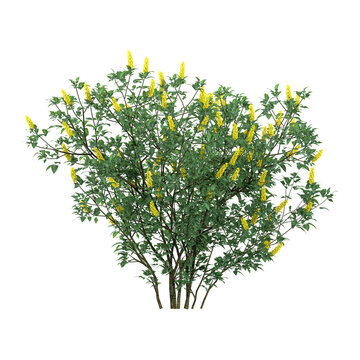3d Rendering Of Cytisus nigricans plant on Transparent Canvas