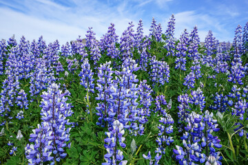 Obraz premium A vibrant field of purple lupine flowers under a clear blue sky,ICELAND