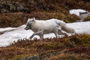 Fototapeta premium Renard polaire,