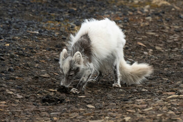 Fototapeta premium Renard polaire,