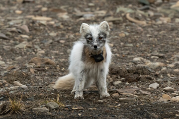 Fototapeta premium Renard polaire,
