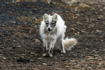 Fototapeta premium Renard polaire,