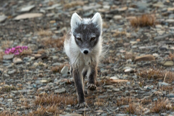 Fototapeta premium Renard polaire,