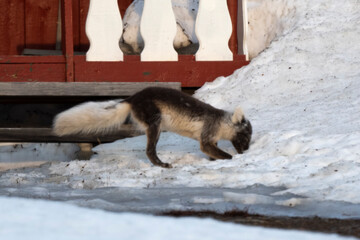 Fototapeta premium Renard polaire,