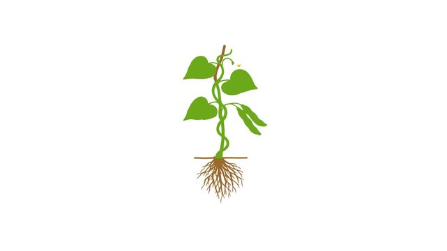 Green plant isolated on white flat design character video motion suitable to your plant, brand, display, advertise, template, go green, fresh, marketing, and more