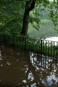 river in the forest