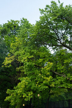 trees in the forest