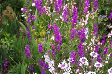 Obraz premium field of lavender
