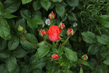 Obraz premium red rose in the garden