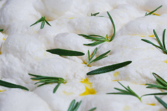 Naturally fermented sourdough focaccia dough with fresh rosemary and olive oil before baking. The soft, airy dough displays an elastic structure.