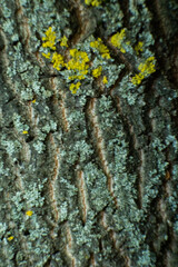 Fototapeta premium Texture of tree bark with yellow lichen growth observed during daytime in a forested area