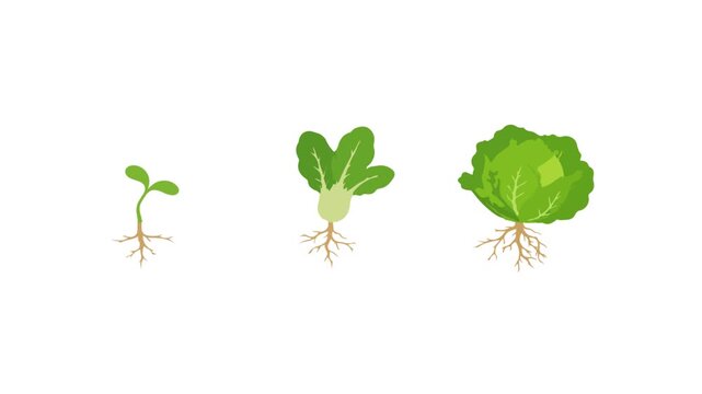 Young green sprout grow flat design video motion suitable to your vegetable, brand, display, advertise, template, fresh, green, go green, marketing, and more