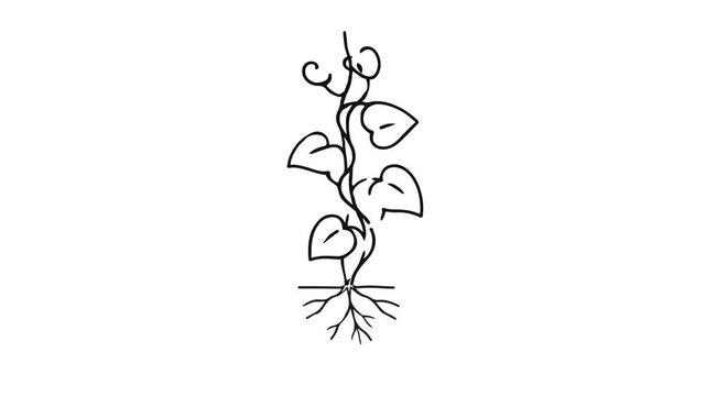 branch of a tree motion video suitable to your display, template, nature, mascot, animation, and more