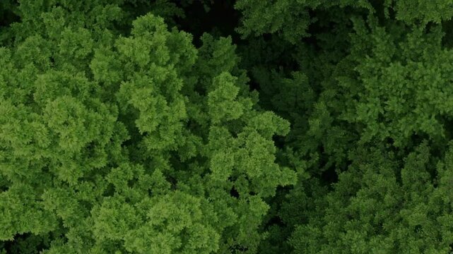 green moss on the ground