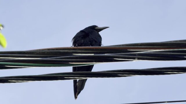 A solitary black bird perches calmly on thick overhead power lines. It bows its head thoughtfully against the clear blue sky, evoking a serene and melancholic mood.