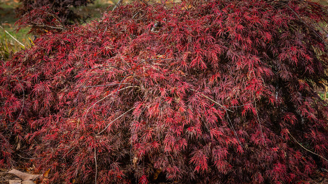 bright red leave maple tree,