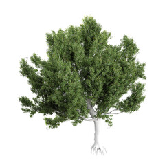 Fototapeta premium collection of corymbia plant with realistic style