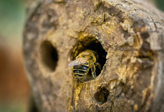A single bee entering a small hole in a weathered wooden log with visible wood grain and textured surface in a natural outdoor environment setting