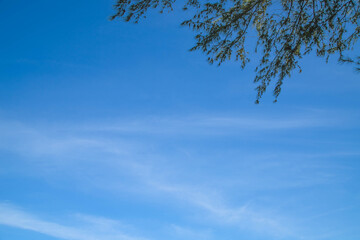 Fototapeta premium Blue sky with copy space and pine tree branches framework background.Minimalist blue sky background with pine branches.