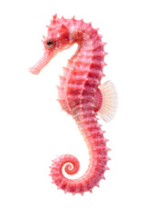 Pink seahorse on black png transparent © PNG Studio 99