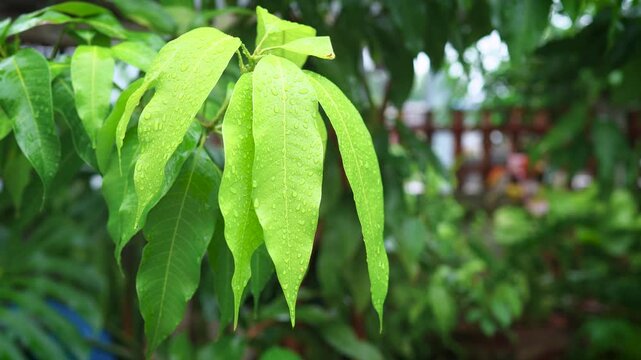 Fresh green mango leaves covered with water droplets in a tropical garden. Natural foliage, botanical growth, environmental freshness, agriculture and lush nature concept.