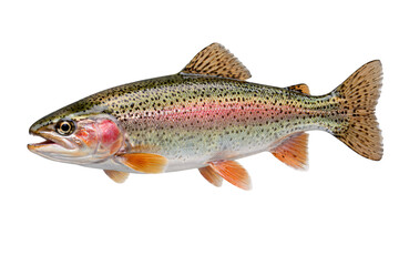 Fototapeta premium Rainbow trout fish on black png transparent