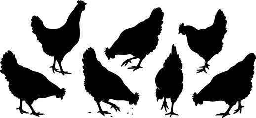 Domestic chicken silhouette vector set showing hens in various poses like pecking scratching and standing © Amanda