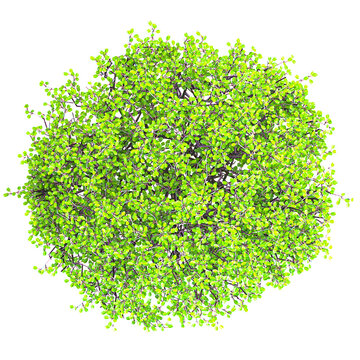 collection of Koriko plant with realistic style from the top view