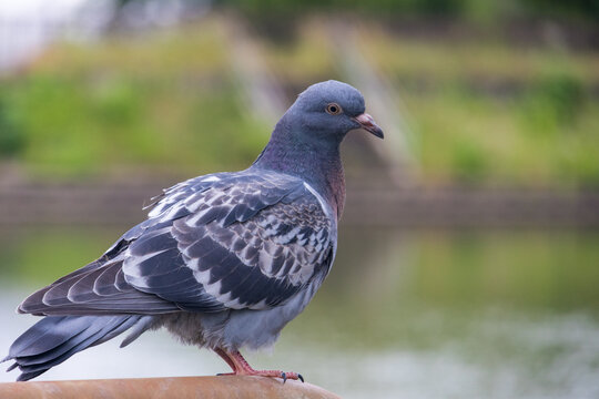 Close up portrait of pigeon with blurred background