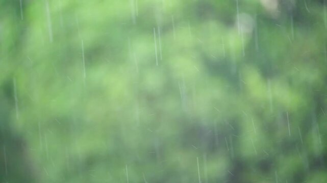 summer rain on a background of trees