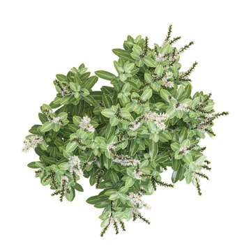 collection of Otto luyken cherry laurel plant with realistic style from the top view