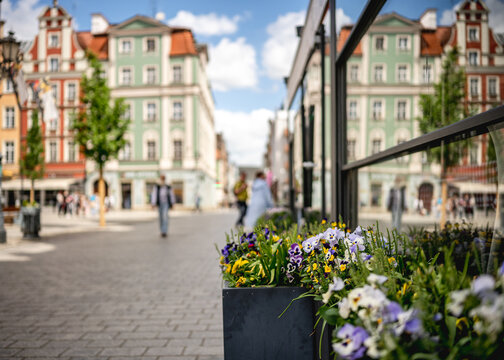 Wroclaw urban street vibrant pansies spring day