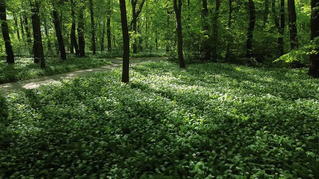 Park zielona, spring blooming czosnek niedźwiedzi, Dąbrowa G&oacute;rnicza