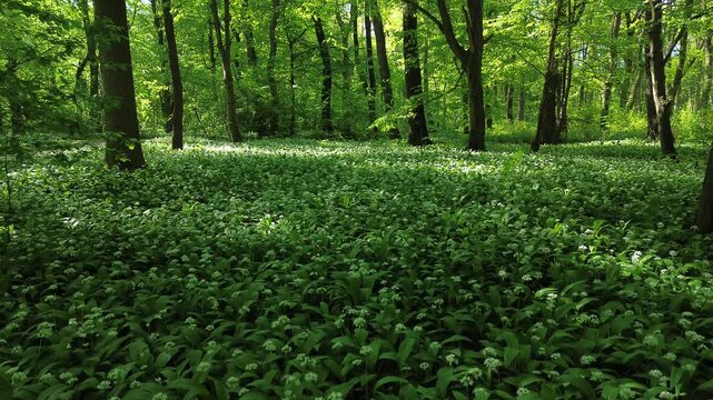Park zielona, spring blooming czosnek niedźwiedzi, Dąbrowa G&oacute;rnicza