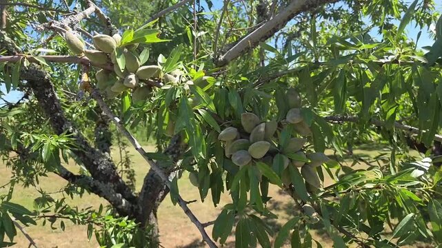 Branches d&rsquo;amandier garnies d&rsquo;amandes, berc&eacute;es par le vent dans le verger, exploitation arboricole