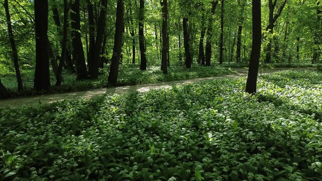 Park zielona, spring blooming czosnek niedźwiedzi, Dąbrowa G&oacute;rnicza