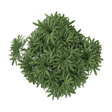 collection of Rhapis excelsa plant on transparent canvas from the top view
