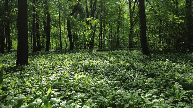 Park zielona, spring blooming czosnek niedźwiedzi, Dąbrowa G&oacute;rnicza