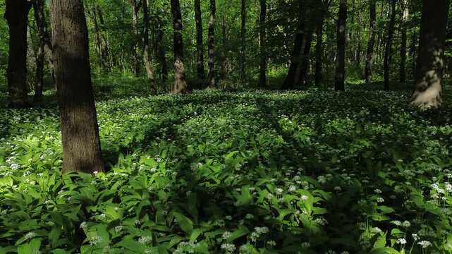 Park zielona, spring blooming czosnek niedźwiedzi, Dąbrowa G&oacute;rnicza