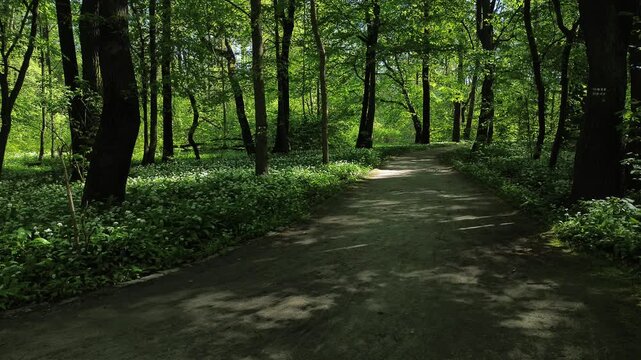 Park zielona, spring blooming czosnek niedźwiedzi, Dąbrowa G&oacute;rnicza