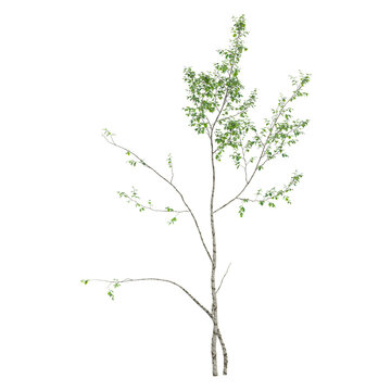 collection of Silver birch plant with realistic style