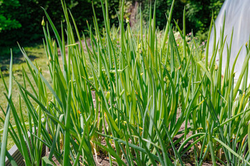 Obraz premium Green onions grow in a garden with lots of sunlight and a few plants nearby during a warm day in spring