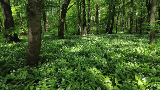Park zielona, spring blooming czosnek niedźwiedzi, Dąbrowa G&oacute;rnicza