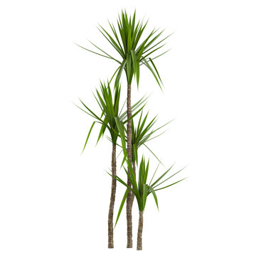 collection of Spineless yucca plant with realistic style