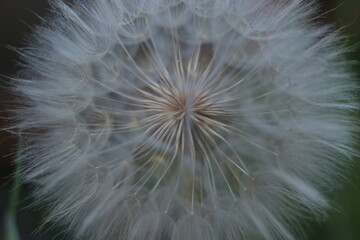 Fototapeta premium Close Up of Western Salsify Seed Head (Tragopogon dubius)
