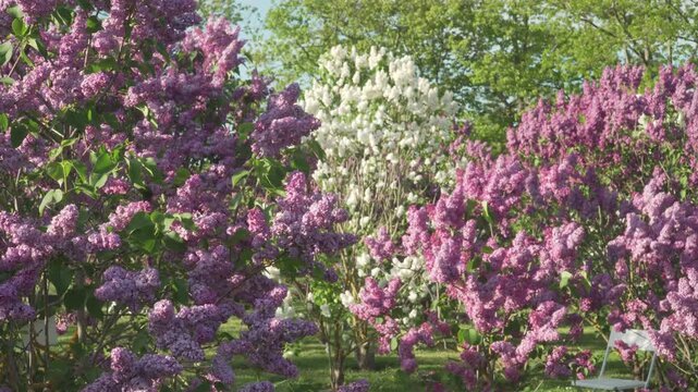 Abundant purple and white lilac bushes sway gently under bright spring sunlight in a European garden ( Dobele, Latvia). Nice for botanical documentaries, travel vlogs, or romantic lifestyle promotions