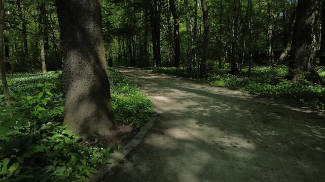Park zielona, spring blooming czosnek niedźwiedzi, Dąbrowa G&oacute;rnicza