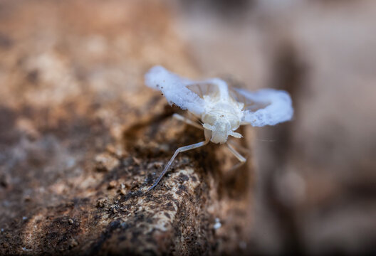 Adult male cave-dwelling planthopper Valenciolenda fadaforesta in Cueva de los Murci&eacute;lagos, Vilamarxant, Valencia, Spain