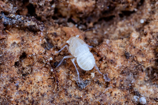Nymph of the cave-dwelling planthopper Valenciolenda fadaforesta in Cueva de los Murci&eacute;lagos, Vilamarxant, Valencia, Spain