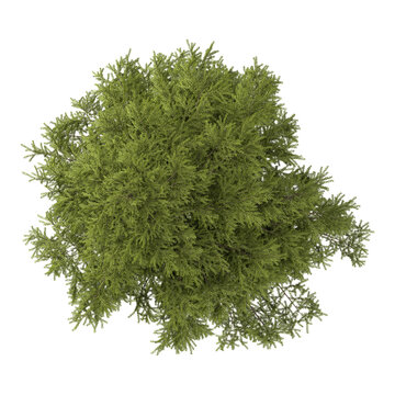 Green Cedrus plant isolated on Canvas from the top view